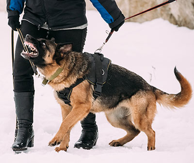 German Shepherd attacking